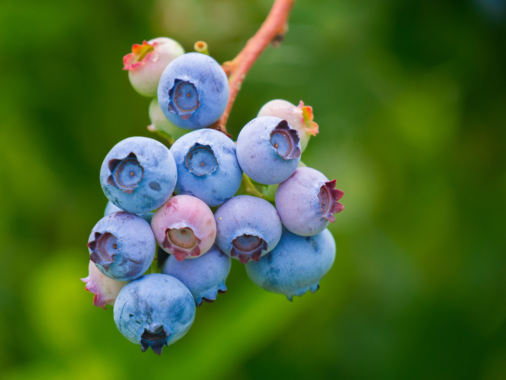 blueberries-g72e3a651d_1920